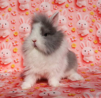 Zakrslý králíček WO lvíček sameček a samička- modrooký