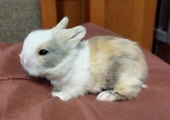 Zakrslý Teddy králík, králíček