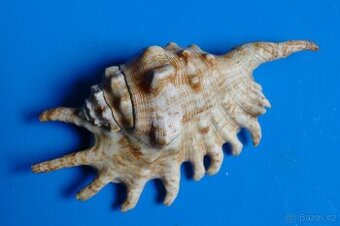 Lambis millepeda