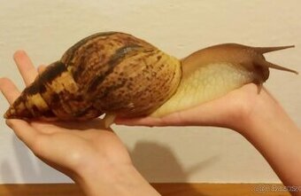 Africký šnek - Lissachatina reticulata - 1