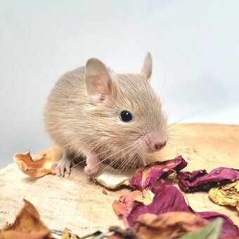 Osmák degu s PP – mláďátka