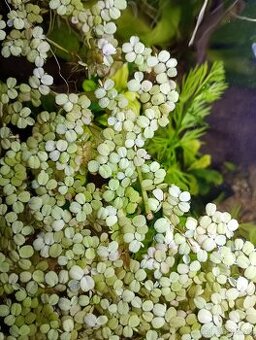 Plovoucí rostlina Salvinia minima