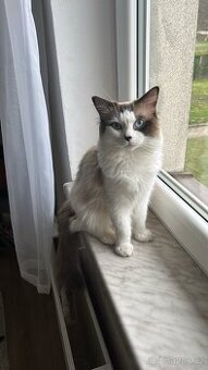 Ragdoll