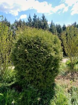Thuja,tůje,velká rostlina pro každou zahradu i zimní