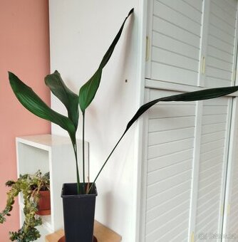 Pokojová květina ASPIDISTRA
