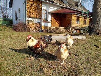 Faverolka lososovitá -  slepice a kohouti