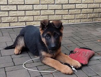 Německý ovčák - štěňata