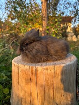 Zakrslý králíček Lvíček