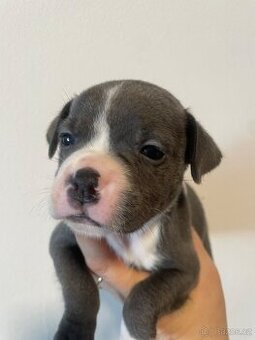 Stafordsirsky bulterier s PP modre barvy holka a kluk