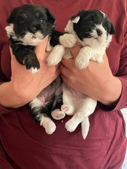 HAVANSKÝ PSÍK - Krásná vánoční štěňátka S PP FCI