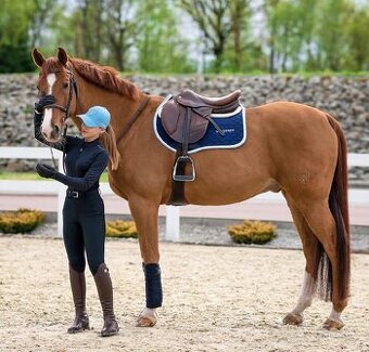 Zkušený Valach na prodej 👌🏻🤩