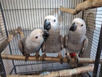 papoušek šedý žako