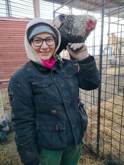 Prodám brahamku velkou