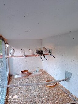 Andulky vlnkované mutace hagoromo 0.2