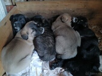 Středoasijsky pastevecky pes