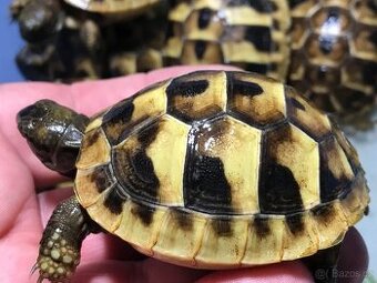 suchozemská želva, želva zelenavá