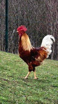 Nabízím naše kohouty - 8 měsíců. okr. Rychnov n. Kn.