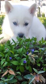 Sibirsky husky hasky