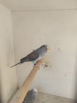 Andulky blackwing - 1