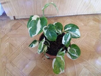 Epipremnum NJOY