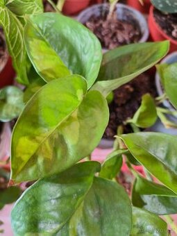 Epipremnum Global green