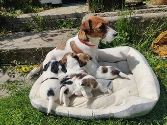Štěňata Jack Russell terier s PP - 1