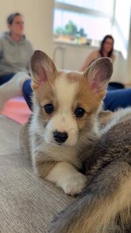 WELSH CORGI PEMBROKE S PP - pejsci