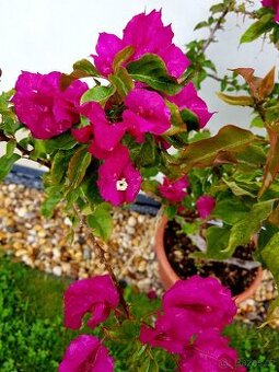 Bougainvillea, Bouga, keře - 1