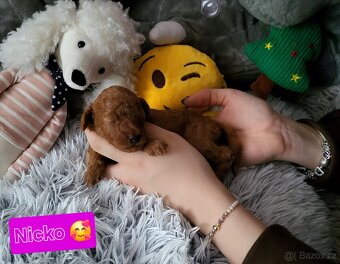Pudl toy mini Red ❣️