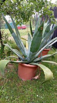Prodám Agave - 1
