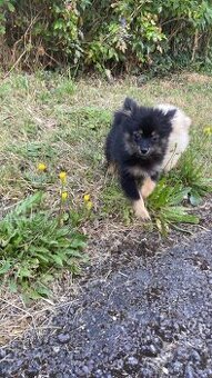 Pomeranian bez PP - 1