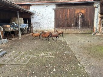Ovce Kamerunská
