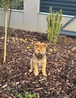 Štěňátka Shiba-inu