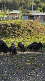 Čínské klapouché přiluklené prase