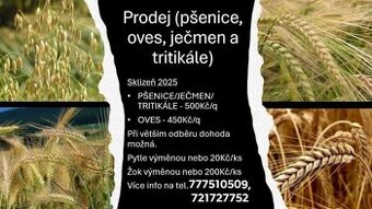 Prodám pšenici, ječmen, oves, tritikale