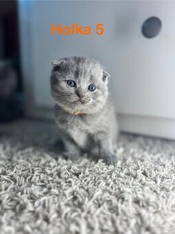 Britská koťata.