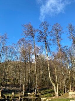 Stromy palivo dřevo olše platan prkna