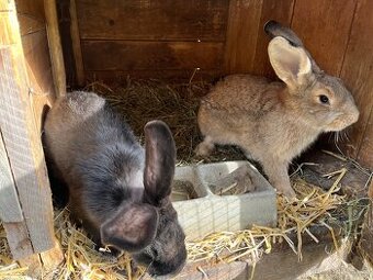 Králík - Samice