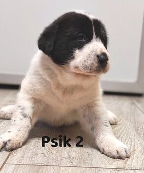 středoasijský pastevecký pes