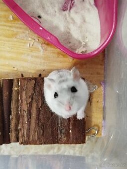 Křeček džungarský