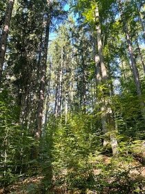 Prodej lesa Chotěmice v jižních Čechách
