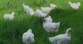 Domácí (bio) brojlerová kuřata