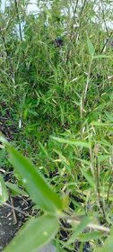 Mrazuvzdorné bambusy phyllostachys vivax huanwenzhu Vsetín - 1