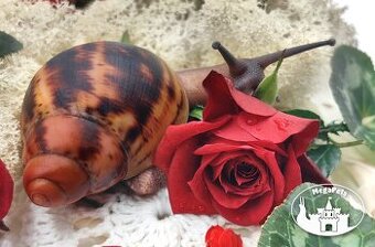 Africký šnek / megapets.eu /Archachatina marginata suturalis