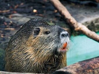 Nutrie