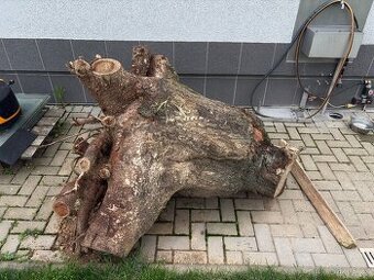 Višeň, kus kmenu s kořeny - 1