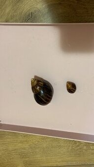 Africký šnek 🐌 - 1