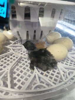 Ayam cemani líhnutí kuřátek