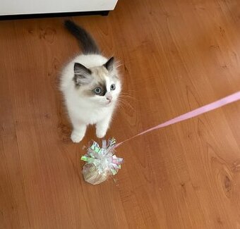 Ragdoll mini kočička bez PP
