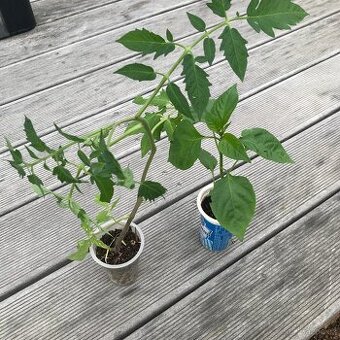 Sazenice - cherry rajčata, rajčata masitá,paprika, kapusta